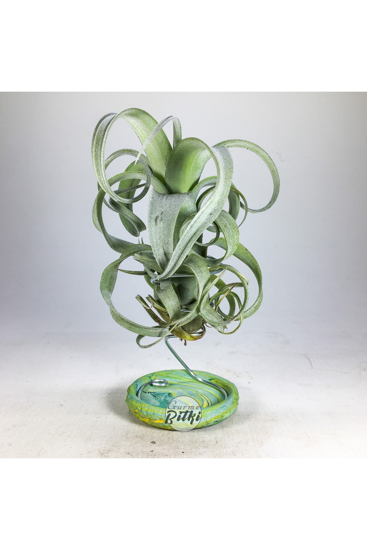 Gurme Bitki Tillandsia Curly Slim - El Yapımı Dekoratif Standı Ile Hava Bitkisi Air Plant